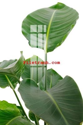 Tải file File gốc in tranh nền tường tổng hợp K59417 (gốc) in ấn chất lượng