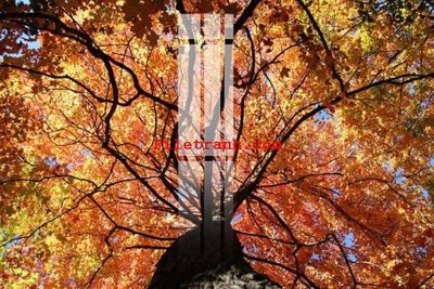 File gốc File gốc in tranh nền tường tổng hợp K59512 (bản quyền) cho in ấn