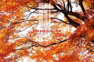 Tải file File gốc in tranh nền tường tổng hợp K59824 (gốc) làm file thiết kế