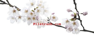 Tải file File gốc in tranh nền tường tổng hợp K59841 (ảnh gốc) in tranh kính