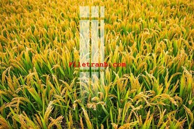 File gốc File gốc in tranh nền tường tổng hợp K59871 (dành cho trang trí nội thất)