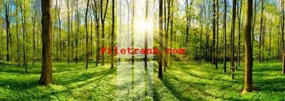 File tranh File gốc in tranh nền tường tổng hợp K60330 (ảnh gốc) cho in ấn kỹ thuật số