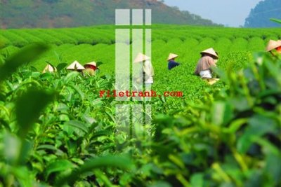 Hình ảnh file gốc File gốc in tranh nền tường tổng hợp K61075 (chất lượng cao)