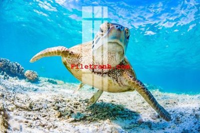 File tranh quảng cáo File gốc in tranh nền tường tổng hợp K61462 (download file gốc)