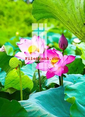 Tải file File gốc in tranh nền tường tổng hợp K61785 (ảnh gốc) in gạch men