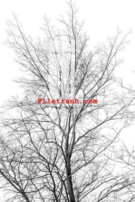 File in ấn File gốc in tranh nền tường tổng hợp K62295 (bản gốc) sắc nét