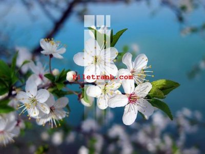 Download file gốc File gốc in tranh nền tường tổng hợp K62356 (in mica) trang trí