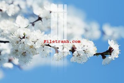 File gốc File gốc in tranh nền tường tổng hợp K62432 (trang trí) cho phòng khách