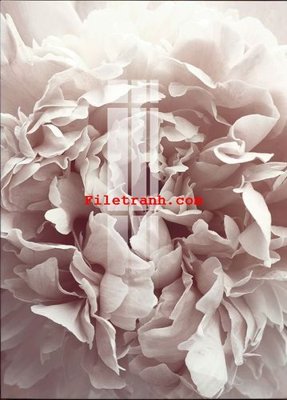 Tải file File gốc in tranh nền tường tổng hợp K62554 (ảnh gốc) in tranh kính