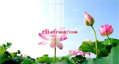 File tranh File gốc in tranh nền tường tổng hợp K62664 (gốc) chủ đề thiên nhiên