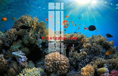 File tranh PSD File gốc in tranh nền tường tổng hợp K62761 chất lượng cao