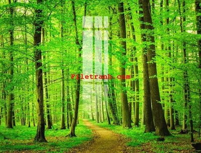 File PSD File gốc in tranh nền tường tổng hợp K62767 (gốc) cho designer