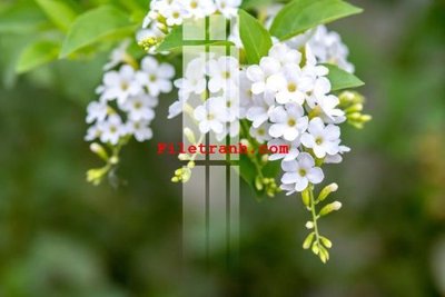 Ảnh gốc file in lụa File gốc in tranh nền tường tổng hợp K63534 chi tiết