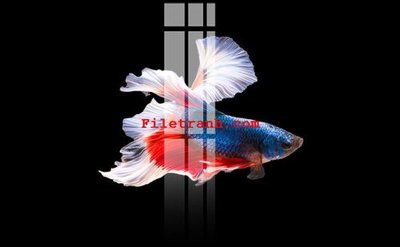 File gốc File gốc in tranh nền tường tổng hợp K63992 (in lụa) tranh phong thủy