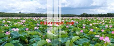 Tải file File gốc in tranh nền tường tổng hợp K64424 (ảnh gốc) in tráng gương