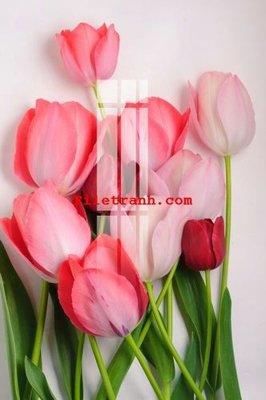 Tải file File gốc in tranh nền tường tổng hợp K64435 (gốc) làm tranh trang trí