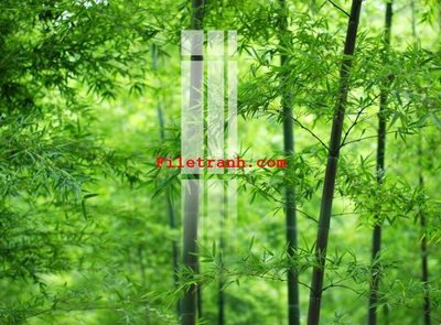 File ảnh File gốc in tranh nền tường tổng hợp K65427 (gốc) in backdrop sự kiện