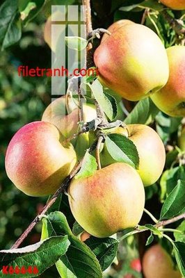 File tranh File gốc in tranh nền tường tổng hợp K66646 (file gốc) chủ đề phong thủy