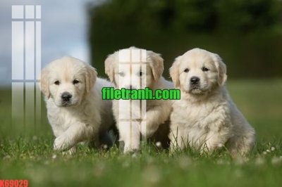 File gốc File gốc in tranh nền tường tổng hợp K69029 (in 3D) cho trang trí