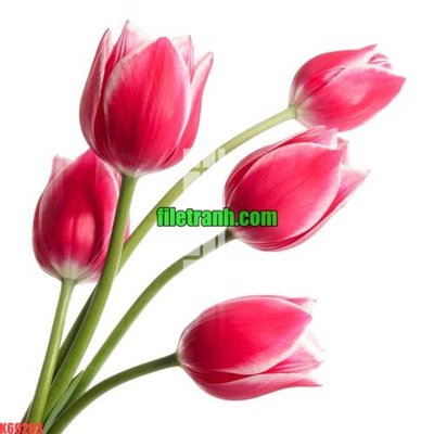 File gốc File gốc in tranh nền tường tổng hợp K69263 (in mica) cắt laser