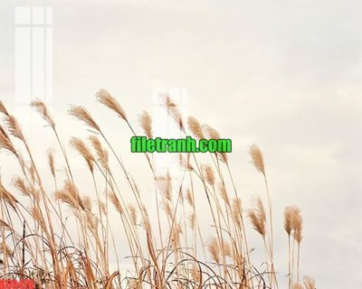 File in trần File gốc in tranh nền tường tổng hợp K69478 (bản gốc) 5D