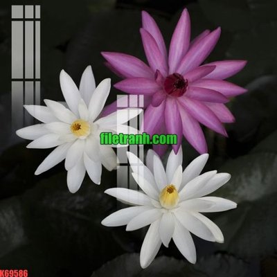 File in ấn File gốc in tranh nền tường tổng hợp K69586 (bản gốc) chất lượng cao