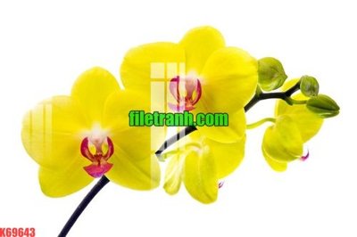 File in lụa File gốc in tranh nền tường tổng hợp K69643 (tân cổ điển) File gốc in tranh nền tường tổng hợp K69643