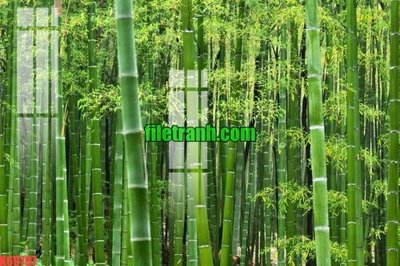 File ảnh File gốc in tranh nền tường tổng hợp K69797 (gốc) cho trang trí nhà hàng