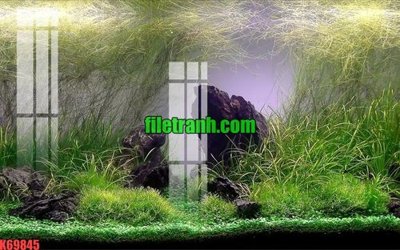 File tranh File gốc in tranh nền tường tổng hợp K69845 (gốc) chủ đề động vật