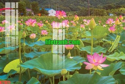 File tranh gốc PSD File gốc in tranh nền tường tổng hợp K71871 còn nguyên layer