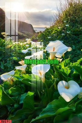 File tranh File gốc in tranh nền tường tổng hợp K72838 (ảnh gốc) độc quyền