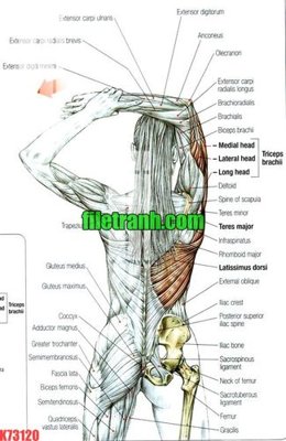 Tải file tranh File gốc in tranh nền tường tổng hợp K73120 (ảnh gốc) ngay