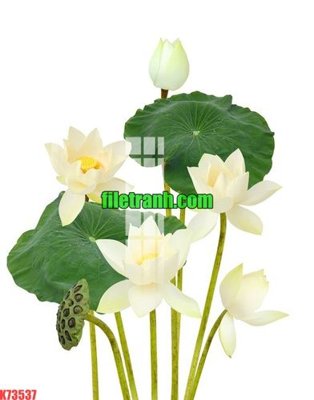 File in trần File gốc in tranh nền tường tổng hợp K73537 (file gốc) phong thủy