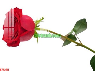 Mua file gốc File gốc in tranh nền tường tổng hợp K75285 (in ấn) tại Filetranh.com