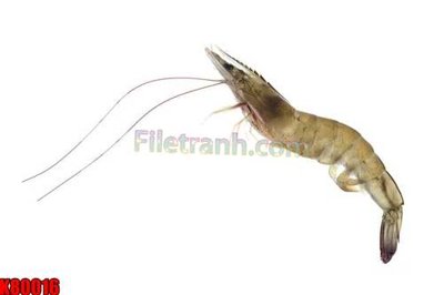 Tải file File tranh gốc tổng hợp K80016 (ảnh gốc) độ phân giải 300dpi