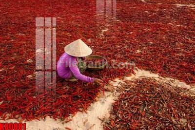 Tải file File tranh gốc tổng hợp K80881 (gốc) để in ấn ngay