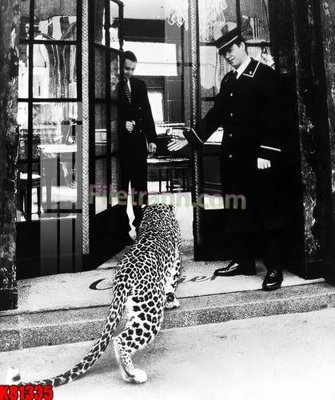 File gốc File tranh gốc tổng hợp K81335 (cho in ấn) độc quyền