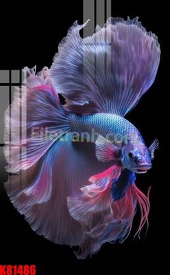 Tải file File tranh gốc tổng hợp K81486 (PSD) cho in ấn quảng cáo