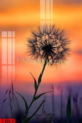 File tranh File tranh gốc tổng hợp K81785 (gốc) in backlit film