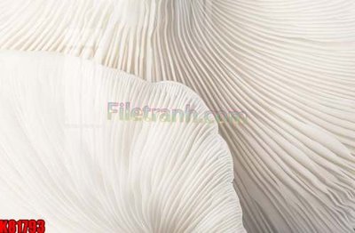 File gốc File tranh gốc tổng hợp K81793 (bản quyền) cho in ấn