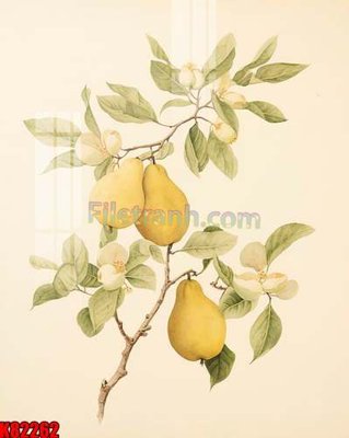 Tải file File tranh gốc tổng hợp K82262 (ảnh gốc) in gạch men