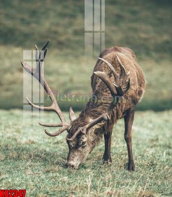 File gốc File tranh gốc tổng hợp K82347 (in 3D) cho trang trí