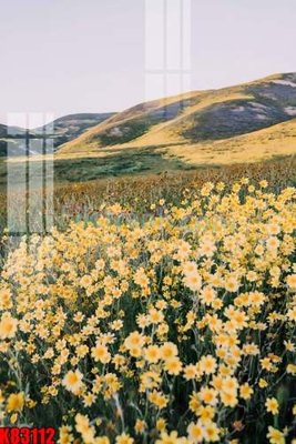 File tranh File tranh gốc tổng hợp K83112 (bản gốc) treo quán cafe