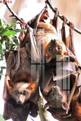 Download file ảnh gốc File gốc in tranh tổng hợp K8352 để in ấn