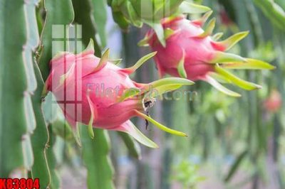 File tranh File tranh gốc tổng hợp K83804 (gốc) chủ đề động vật