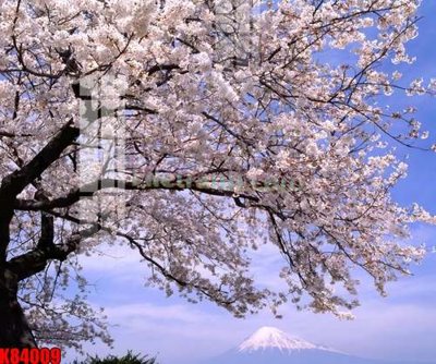 File gốc File tranh gốc tổng hợp K84009 (PNG) chất lượng cao