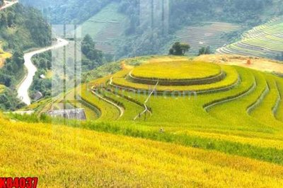 File gốc File tranh gốc tổng hợp K84037 (in lụa) tranh phong thủy