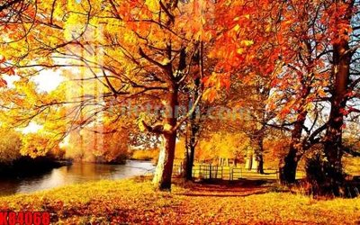 File in trần File tranh gốc tổng hợp K84068 (bản gốc) 5D