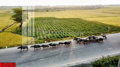 File PSD File tranh gốc tổng hợp K84103 (bản gốc) đã tách nền