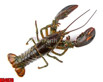 Download file gốc File tranh gốc tổng hợp K84676 (in lụa) hoa lá